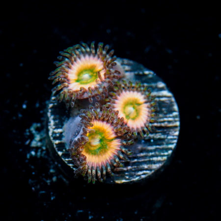 Picture for category Zoanthid