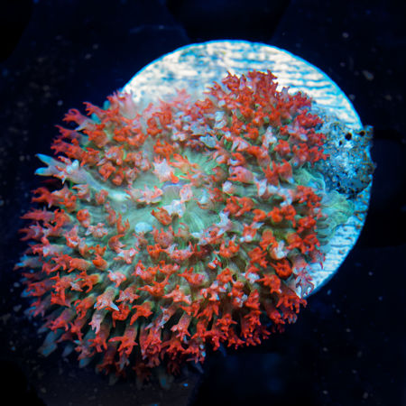 Picture for category Soft Corals