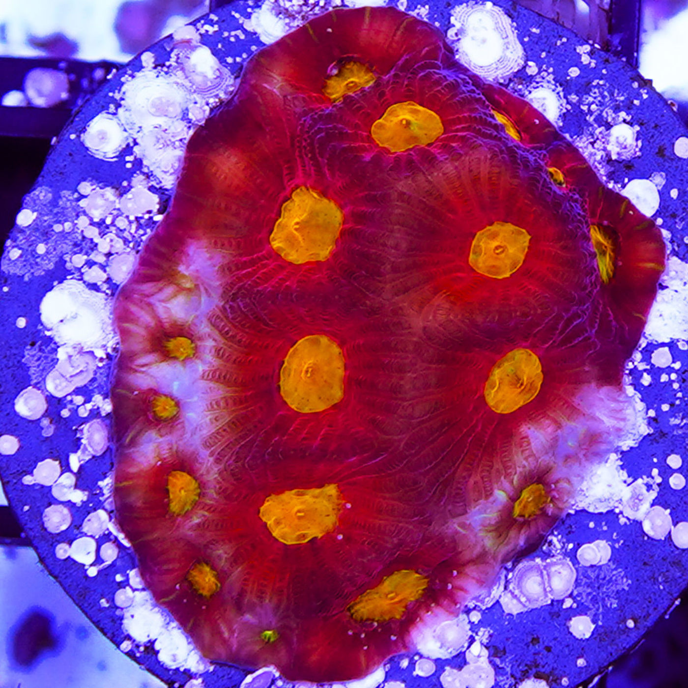 Picture of Magma Monster Favia Live Coral Frag - 1/2" to 3/4" Frag Aqua Cultured